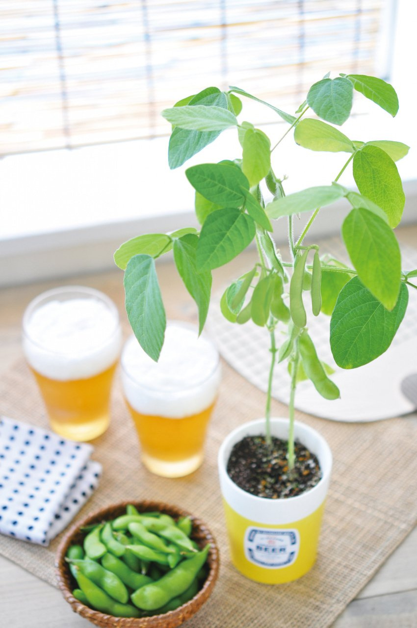 Seishin 植物栽培小盆栽系列 24 Buy 24小時網上購物